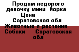 Продам недорого девочку мини- йорка › Цена ­ 8 000 - Саратовская обл. Животные и растения » Собаки   . Саратовская обл.